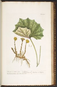 Talerz 204, z „Ciekawy zielnik” autorstwa Elizabeth Blackwell