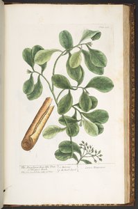 Talerz 206, z „Ciekawy zielnik” autorstwa Elizabeth Blackwell
