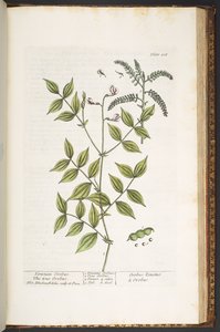 Talerz 208, z „Ciekawy zielnik” autorstwa Elizabeth Blackwell