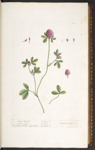 Talerz 20, Fioletowa Koniczyna Koniczyna, z 