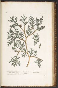 Talerz 210, z „Ciekawy zielnik” autorstwa Elizabeth Blackwell