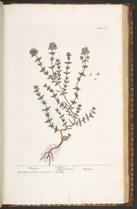 Talerz 211, Tymianek, z "Ciekawego ziela" autorstwa Elizabeth Blackwell