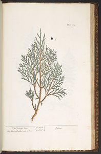 Talerz 214, z „Ciekawy zielnik” autorstwa Elizabeth Blackwell