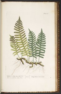 Talerz 215, Paproć ścienna lub paprotka dębowa z "Ciekawego zielnika" autorstwa Elizabeth Blackwell