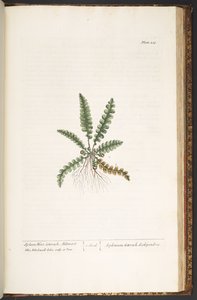 Talerz 216, z „Ciekawy zielnik” autorstwa Elizabeth Blackwell