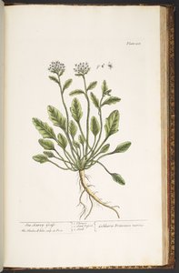 Talerz 218, z „Ciekawy zielnik” autorstwa Elizabeth Blackwell