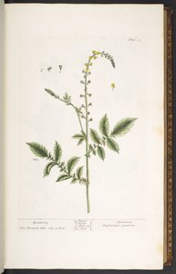 Talerz 21, Rzepik, z „Ciekawego ziela” autorstwa Elizabeth Blackwell