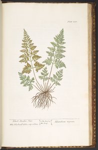Talerz 220, Czarne włosy panieńskie, z filmu „Ciekawy zielnik” autorstwa Elizabeth Blackwell