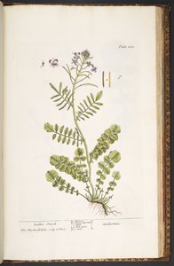 Talerz 223, z „Ciekawy zielnik” autorstwa Elizabeth Blackwell