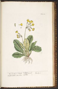 Talerz 226, z „Ciekawy zielnik” autorstwa Elizabeth Blackwell