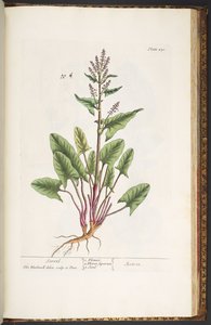 Talerz 230, z „Ciekawy zielnik” autorstwa Elizabeth Blackwell