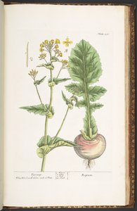 Talerz 231, z 
