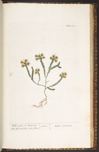 Talerz 232, z „Ciekawy zielnik” autorstwa Elizabeth Blackwell