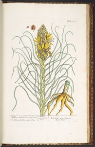 Talerz 233, z „Ciekawy zielnik” autorstwa Elizabeth Blackwell