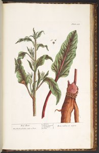 Talerz 235, z „Ciekawy zielnik” autorstwa Elizabeth Blackwell