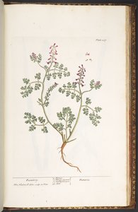 Talerz 237, Fumitory, z "Ciekawego zielnika" autorstwa Elizabeth Blackwell