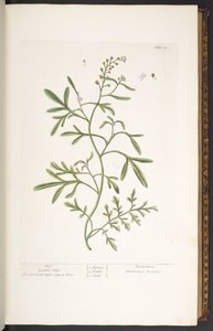 Talerz 23, Rzeżucha ogrodowa, z filmu „Ciekawy zielnik” autorstwa Elizabeth Blackwell
