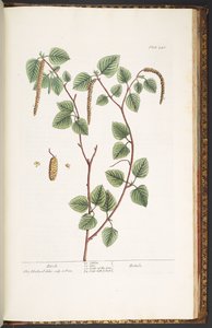 Talerz 240, z „Ciekawy zielnik” autorstwa Elizabeth Blackwell