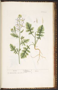 Talerz 242, z 