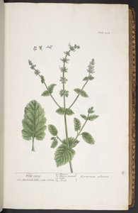 Talerz 258, z „Ciekawy zielnik” autorstwa Elizabeth Blackwell