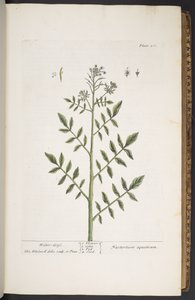 Talerz 260, z „Ciekawy zielnik” autorstwa Elizabeth Blackwell
