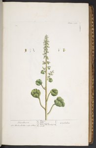 Talerz 263, z „Ciekawy zielnik” autorstwa Elizabeth Blackwell