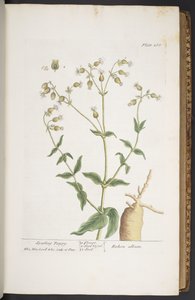 Talerz 268, z „Ciekawy zielnik” autorstwa Elizabeth Blackwell
