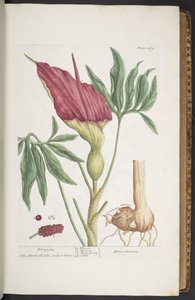 Talerz 269, Smoki lub Drakontium, z „Ciekawego ziela” autorstwa Elizabeth Blackwell