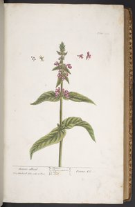 Talerz 273, z „Ciekawy zielnik” autorstwa Elizabeth Blackwell