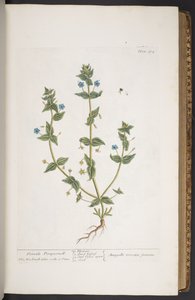 Talerz 274, z „Ciekawy zielnik” autorstwa Elizabeth Blackwell