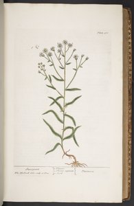 Talerz 276, z „Ciekawy zielnik” autorstwa Elizabeth Blackwell