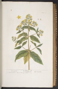 Talerz 278, z „Ciekawy zielnik” autorstwa Elizabeth Blackwell