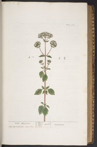 Talerz 280, z „Ciekawy zielnik” autorstwa Elizabeth Blackwell