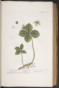 Talerz 286, z „Ciekawy zielnik” autorstwa Elizabeth Blackwell