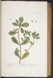 Talerz 287, z „Ciekawy zielnik” autorstwa Elizabeth Blackwell