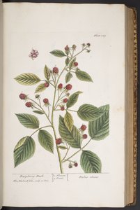 Talerz 289, z „Ciekawy zielnik” autorstwa Elizabeth Blackwell