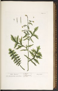 Talerz 28, Musztarda Żywopłotowa, z 