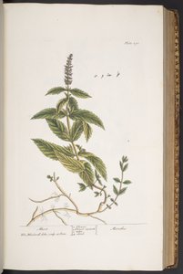 Talerz 290, z „Ciekawy zielnik” autorstwa Elizabeth Blackwell