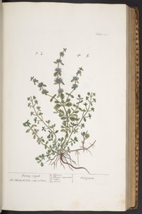 Talerz 302 z „Ciekawy zielnik” autorstwa Elizabeth Blackwell