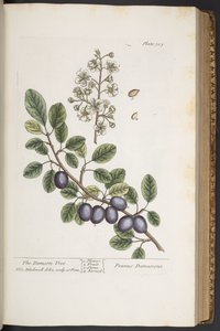Talerz 305, z „Ciekawy zielnik” autorstwa Elizabeth Blackwell