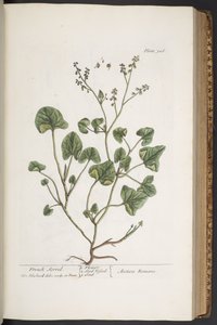 Talerz 306, z „Ciekawy zielnik” autorstwa Elizabeth Blackwell