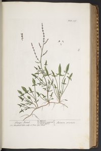 Talerz 307, z „Ciekawy zielnik” autorstwa Elizabeth Blackwell