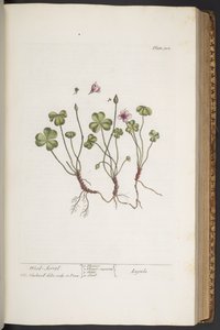 Talerz 308, z „Ciekawy zielnik” autorstwa Elizabeth Blackwell