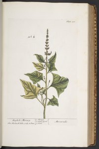 Talerz 311, z „Ciekawy zielnik” autorstwa Elizabeth Blackwell