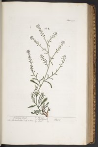 Talerz 312, z „Ciekawy zielnik” autorstwa Elizabeth Blackwell