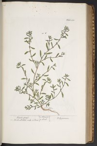 Talerz 315, z „Ciekawy zielnik” autorstwa Elizabeth Blackwell