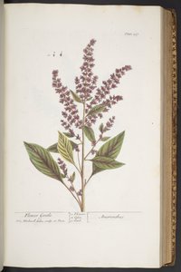 Talerz 317, Kwiat Delikatny lub Amarantus, z "Ciekawy Zioła" autorstwa Elizabeth Blackwell