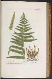Talerz 323, z „Ciekawy zielnik” autorstwa Elizabeth Blackwell