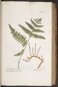 Talerz 325, z „Ciekawy zielnik” autorstwa Elizabeth Blackwell