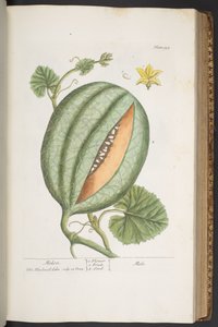 Talerz 329, z „Ciekawy zielnik” autorstwa Elizabeth Blackwell